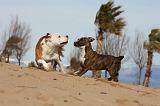 AMSTAFF  ADULT & PUPPIES 046